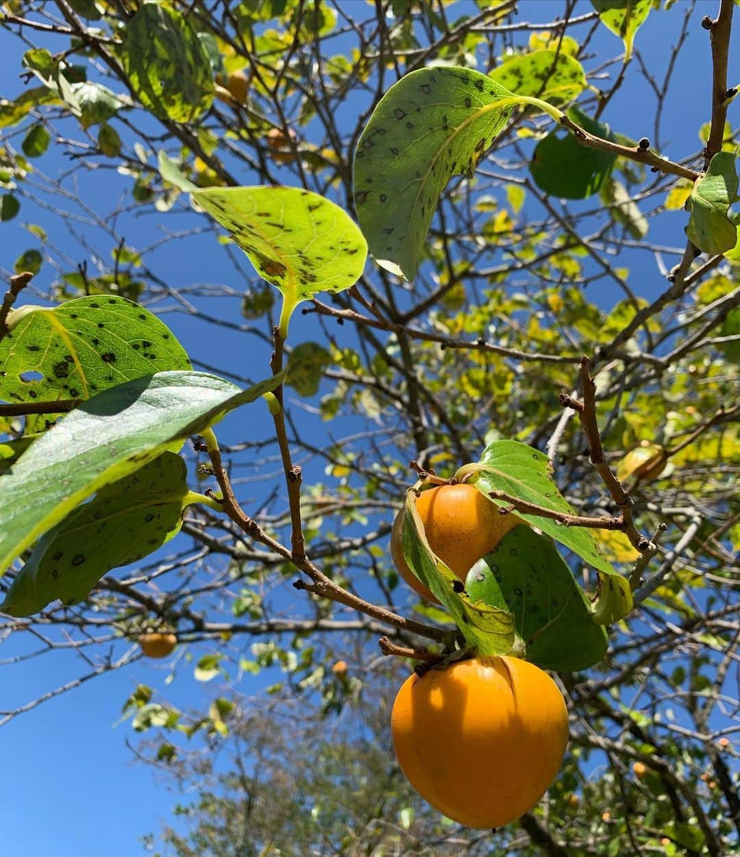黒木桃子さんのインスタグラム写真 - (黒木桃子Instagram)「今日はご縁をいただいて、まこもの収穫をさせてもらったよ✨✨ 無農薬のおいしいまこも❣️ 素敵な方々に囲まれて濃厚な幸せタイムでした〜☺️🌾🍁 感謝❣️🙏✨  #田舎暮らし #まこも」10月6日 16時21分 - momoko_nagano