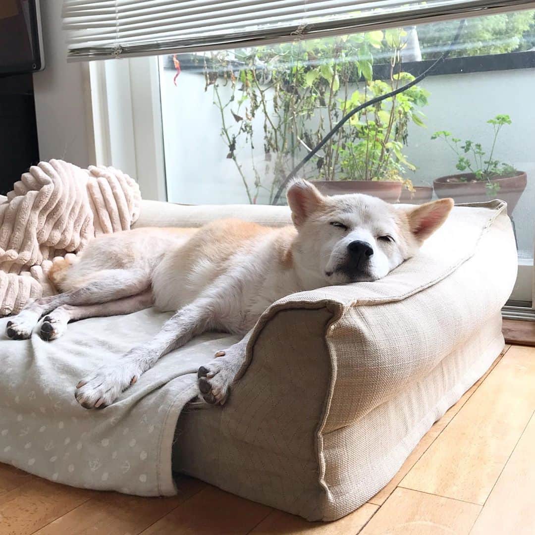 柴犬リリコのインスタグラム：「控えめに言って…すげぇ可愛い😫💕💕 #うちの子が可愛いすぎる」