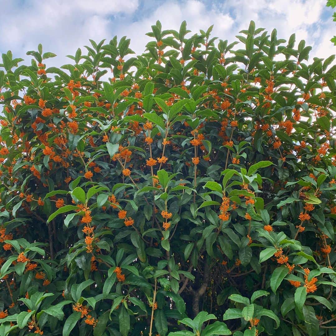 のインスタグラム：「大好きだよ☺︎ #金木犀 #金木犀の香り #osmanthus」