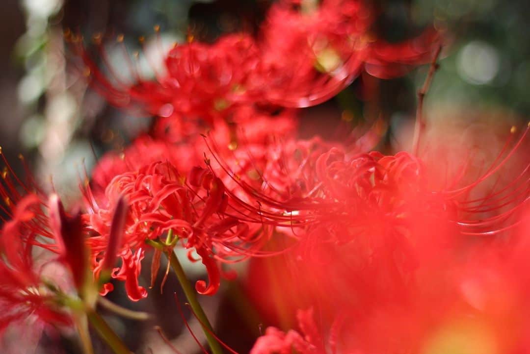 yukaさんのインスタグラム写真 - (yukaInstagram)「彼岸花.۰•゜ ・ ・ ・ 色が減っていく季節の中、 鮮やかな朱が目を惹く。 ・ 最近悲しいお別れが続いているので 特に惹かれる気がする… ・ #ザ花部 #igersjp #team_jp_flower  #Redspiderlily #kosai_photo #彼岸花」10月6日 17時24分 - yuka_ff