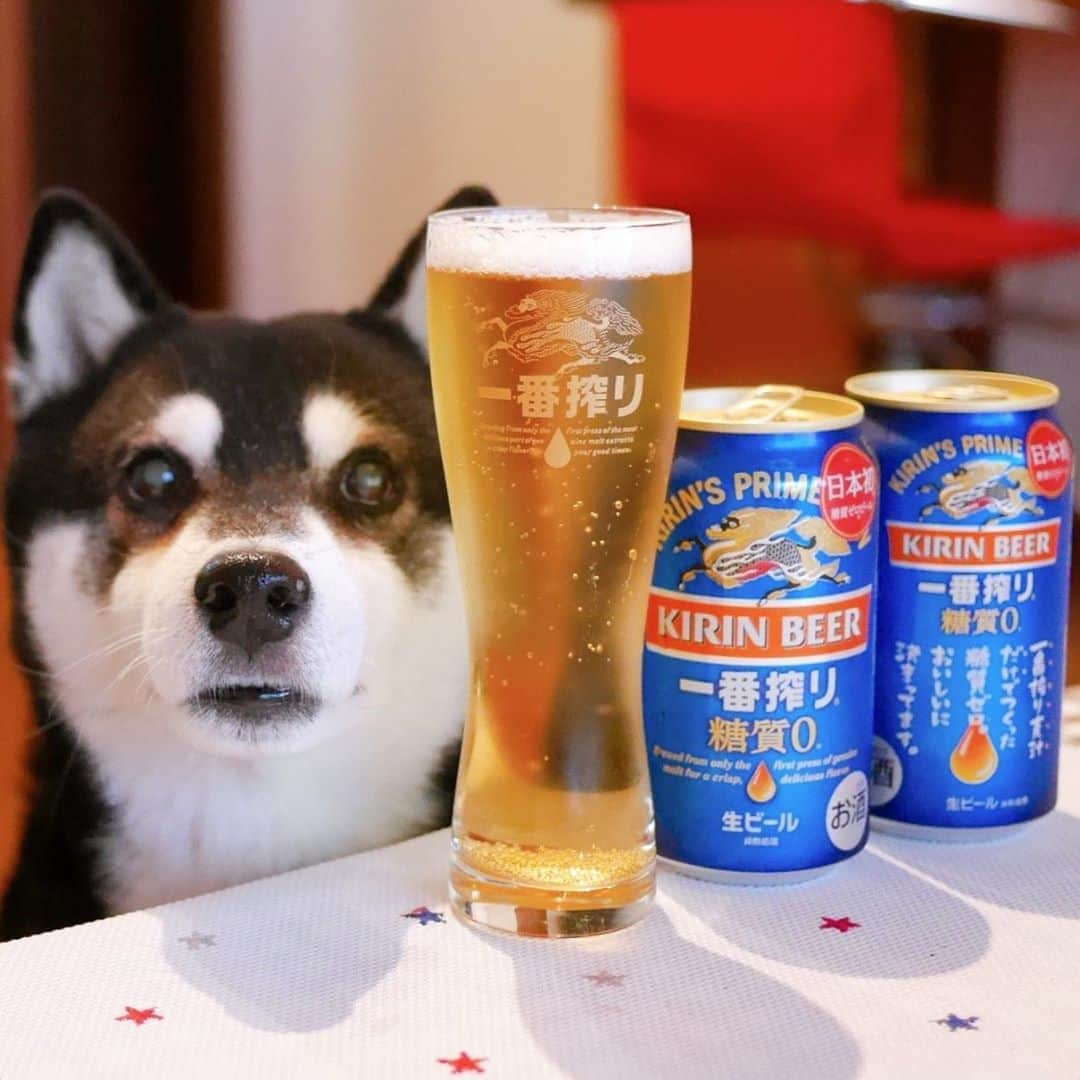 くろさんのインスタグラム写真 - (くろInstagram)「本日発売の一番搾り糖質０🍺 10月から酒税法改正によりビールが安くなったのは👍🏻←近所のスーパーで350ml缶だと7円安くなりました #新発売はとりあえず買ってみる #目線の先にはおやつ #一番搾り糖質ゼロ #一番搾り麦汁だけでつくった糖質ゼロ #日本初糖質ゼロビール #一番搾り糖質０ #キリン一番搾り #麒麟一番搾り #キリンビール #麒麟麦酒 #kirinbeer #kuroshiba #shibainu #黒柴 #柴犬 #晩酌犬 #カメラ目線犬 #ふわもこ部 #ふわもこ部わんこ #ふわもこ部ワンコ #わんこのいる暮らし #わんこと一緒 #わんことの生活 #わんこと暮らす #柴犬と一緒 #柴犬のいる暮らし #柴犬のいる生活 #黒柴と一緒 #黒柴のいる暮らし #黒柴のいる生活」10月6日 17時29分 - m6bmw