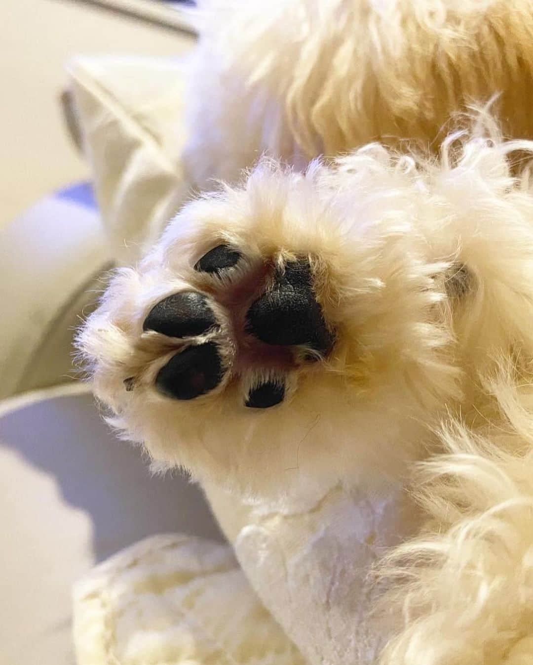 一木美里さんのインスタグラム写真 - (一木美里Instagram)「my fluffy friend🐾💓  ららのにおいかぐのが至福🐶 わんちゃんたちにとっても住みやすい世界になるといいなぁ🌎  #mydog#lara#cutedog#poodle#fluffypuppy#fluffydog#トイプードル#トイプー#犬のいる暮らし」10月6日 17時39分 - misato_ichiki