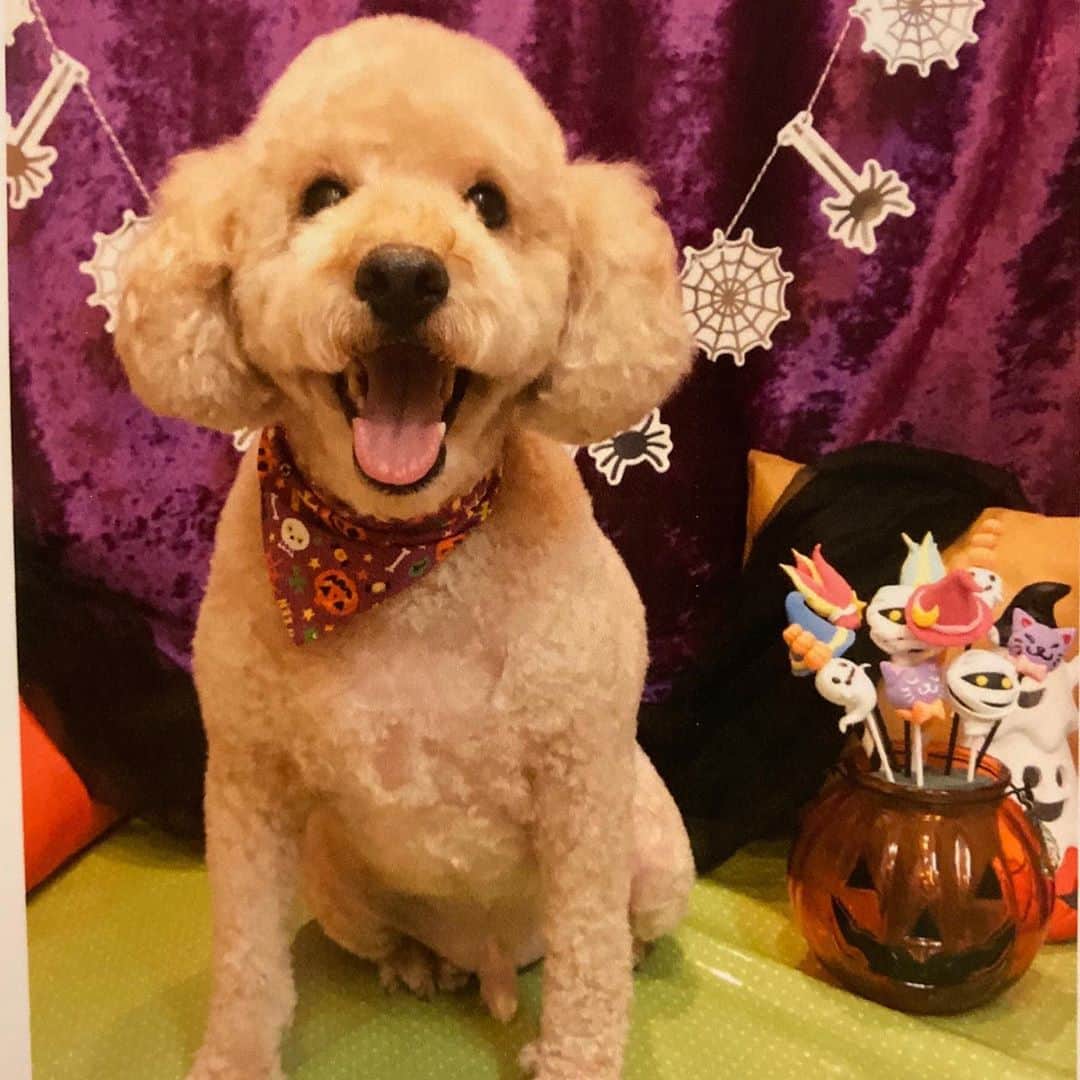 高橋沙弥華のインスタグラム：「バンダナがハロウィン🎃仕様になってて可愛い☺❤  なんかめちゃくちゃご機嫌で帰ってきたし、可愛いワンちゃんいたのかな😂  #dogsalon #男の子コーデ #プードル #バンダナ #バンダナアレンジ #美容室 #美容院 #カット #送迎付き #楽ちん #ハロウィン #はろうぃん🎃 #dog #familiy #love #ぷう」