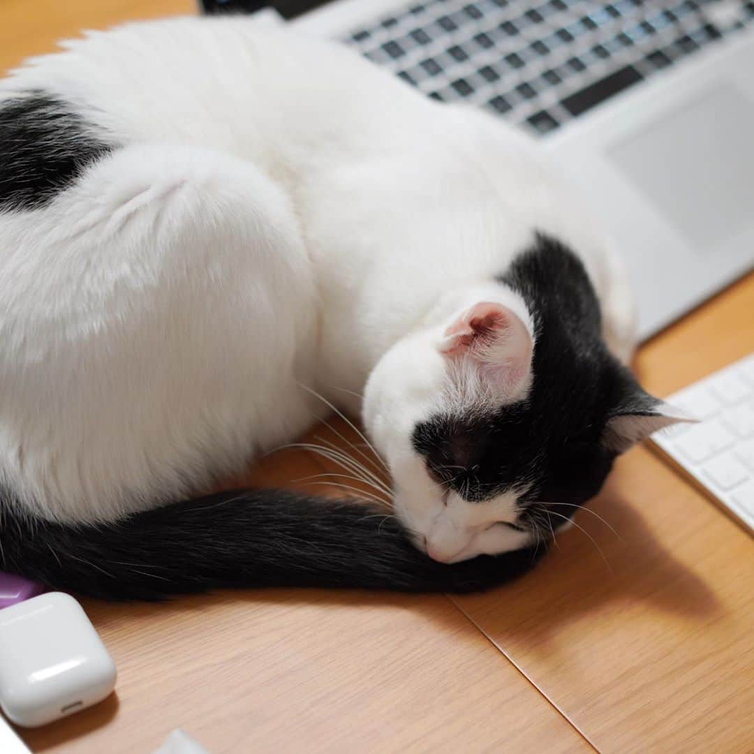KAZUYAのインスタグラム：「今日のにゃんこ39。 パソコン作業の傍で寝に入ってます。 ちょっと邪魔だけど可愛いから許されますね。 #猫 #猫のいる暮らし #cat」