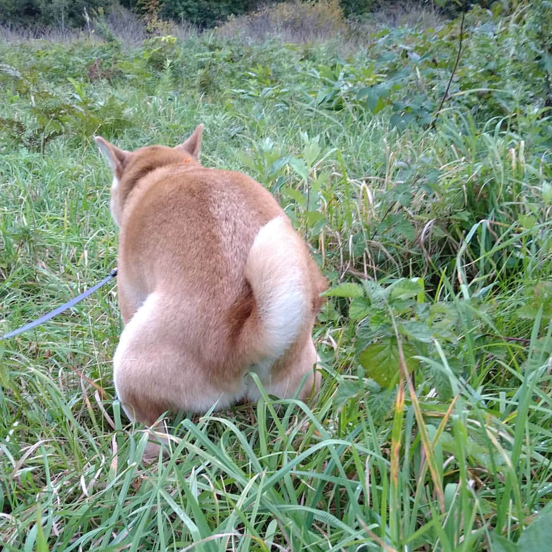 柴犬⭐️サスケのインスタグラム：「こんばんわん #夜ん歩 #柴犬 #散歩#💩#お仕事中#この背中が好き#赤柴#shibagram #pecoいぬ部 #🐶📷」