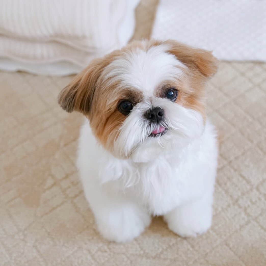 水嶋はちのインスタグラム：「🐶🐻🧸💕 * * はちぐるみちゃん🐶🧸💕💕 * 心がほっとできて どんなに疲れていても 自分を取り戻せます🌼 * * #はち #HACHI #シーズー大好き部 #はちぐるみ #3kgなので抱っこできます」