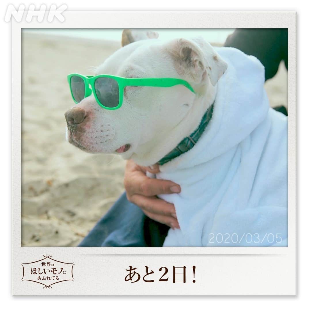 NHK「世界はほしいモノにあふれてる」さんのインスタグラム写真 - (NHK「世界はほしいモノにあふれてる」Instagram)「こちらは #アメリカ　の #ドッグサーフィン犬 の #フェイス くん なんとサーフィン大会のチャンプ！ サングラスもクールに決めてます！  旅で出会ったステキなモノ、ひと、風景も、 どんどんご紹介していきます！ みなさんも旅気分、味わっていただけたら・・・。  ★せかほしHPは こちらへ https://www.nhk.jp/p/sekahoshi/ts/4VZ821WYX1/?cid=dchk-tw-201008-sekahoshi 　　　　　　 #せかほし #世界はほしいモノにあふれてる #nhk  #木曜　#22時30分　 　 #犬 #旅行気分　 #USA #dogsurfing   #sekastagram」10月6日 18時00分 - nhk_sekahoshi