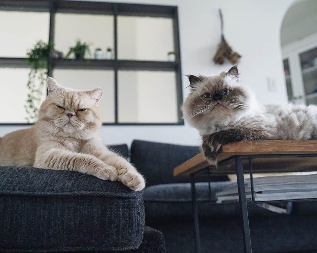 のインスタグラム：「平和な我が家。  猫たちが頻繁に病院に通う必要のない生活のありがたさを感じるこの頃だよ。」