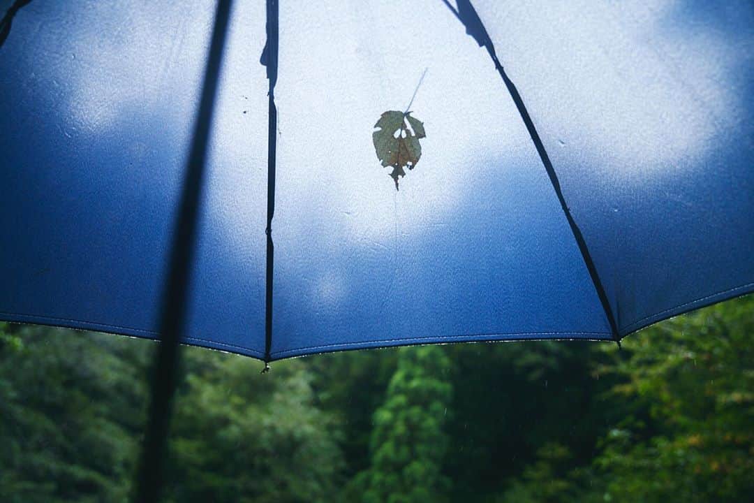 柏倉陽介さんのインスタグラム写真 - (柏倉陽介Instagram)「森の雨は心まで潤してくれる 📷 #写真 #風景 #カメラ #デジタルカメラ #ミラーレス一眼 #デジタルでフィルムを再現したい #カメラのある生活 #屋久島 #Yakushima #mountain #unknownjapan」10月6日 18時07分 - yosuke_kashiwakura