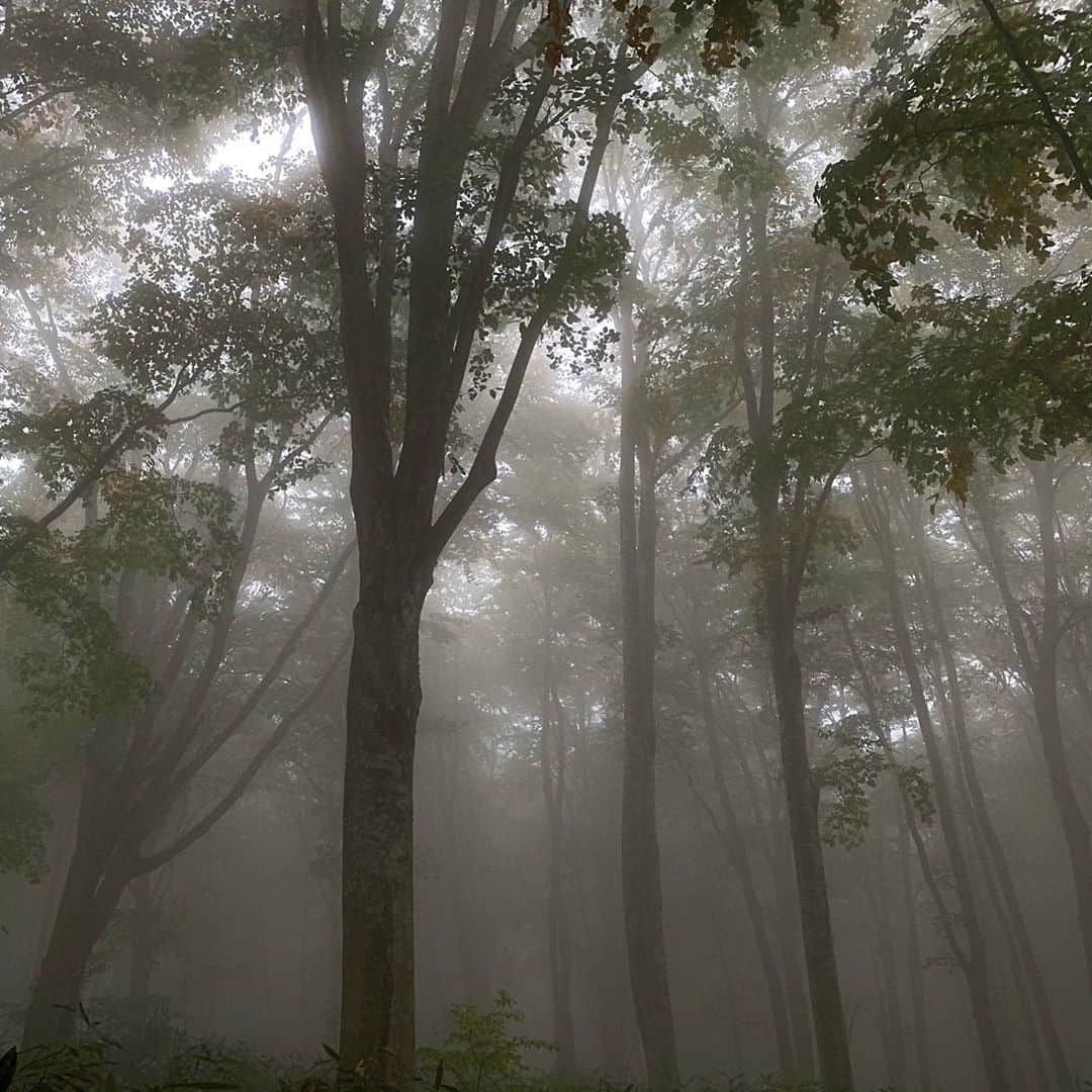 軍地彩弓のインスタグラム：「ぶなの森。 野沢温泉にできた　LIFE FARMING CAMP のツアーで訪れました。ぶな、橅は保水量の多い木。森を守り、水源を守る木。 霧雨でけぶるような空気の中で、まるで映画のワンシーンのような風景でした。 突然風が吹いて、葉っぱが舞い上がって、声を失うような景色に。 ぶなの原生林が残っている場所は数少なく、私たちがこの自然によって生かされているんだと改めて感じたり。 足下のぶなのふかふかの枯葉のミルフィールを踏みしめて。 澄んだ空気を沢山吸い込んで、眠くなって。癒しの森でした。  貴重な体験でした。  #lifefarmingcamp #nozawaonsen #野沢温泉  #woods #forest #nofilter」