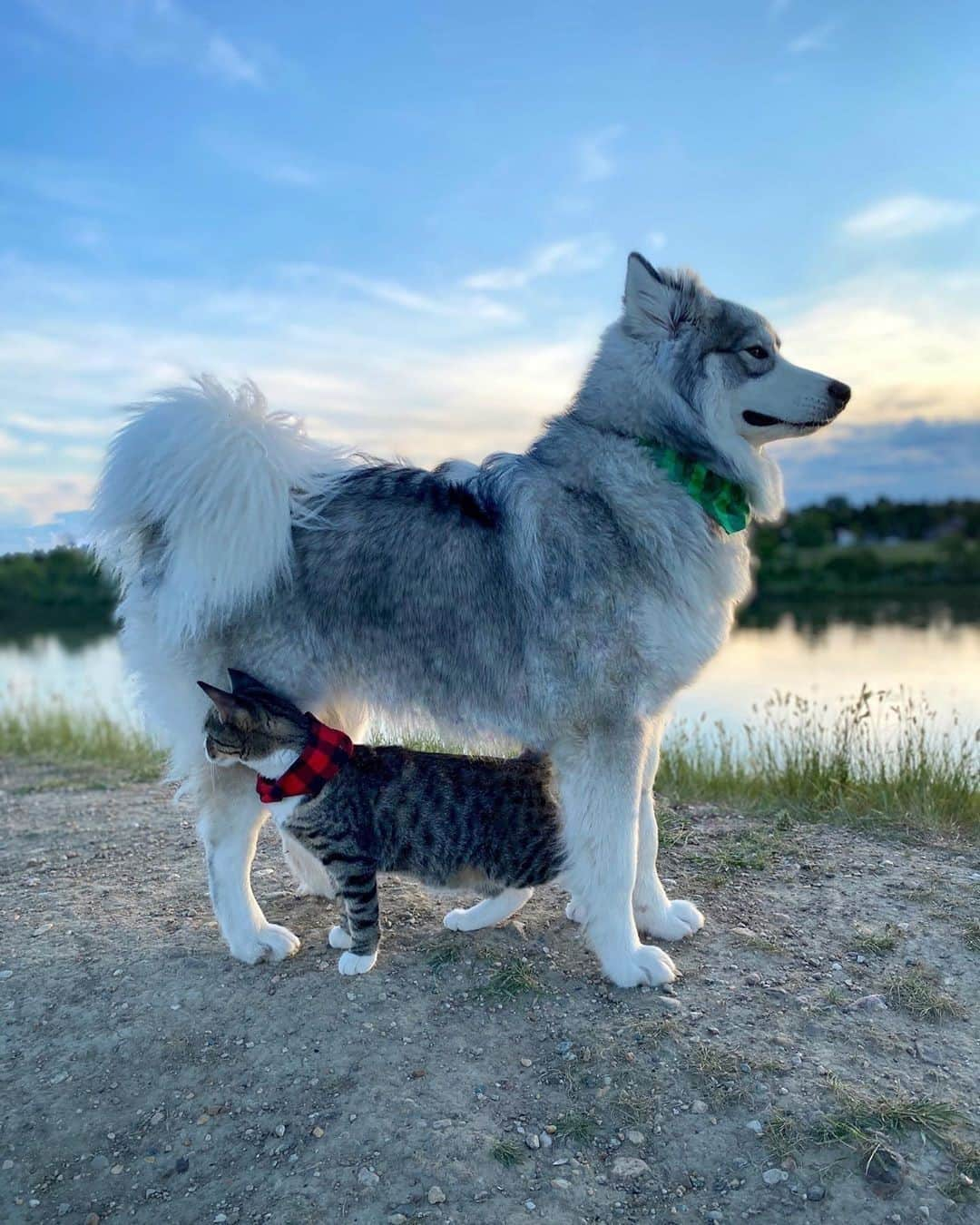 Aww Clubさんのインスタグラム写真 - (Aww ClubInstagram)「I’ve got your back and you’ve got mine!⠀ ⠀ 📷@gato.thecato⠀ ⠀ #meowed #gatothecato #bestfriendsgoals #travfurler #adventurespirit #hikingbangers」9月22日 10時00分 - meowed