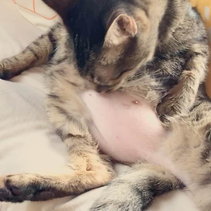 小嶋晶子のインスタグラム：「If you are a proper cat, grooming yourself is very important. Lol🐈🔥☀️🐾 #cat #cats #browntabby #catsofinstagram #catstagram #neko #nekostagram #ねこ #ねこ部 #ねこすたぐらむ #きじとら #きじとらねこ #きじとら女子 #きじとら部 #ネコ #ネコ部  #キジトラ #キジトラネコ #キジトラ部 #かぎしっぽ #かぎしっぽ猫部 #カギしっぽ #カギしっぽ猫 #お腹ハゲてる #足の裏もハゲてる」