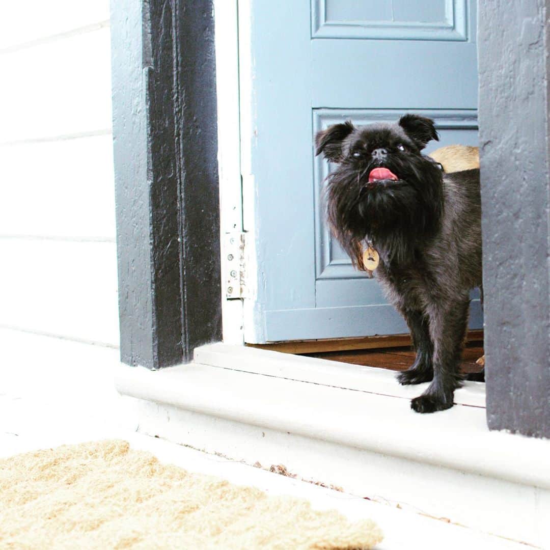 Digby & Aloのインスタグラム：「If you have hands and by extension can give pats, Alo says “come in!”」