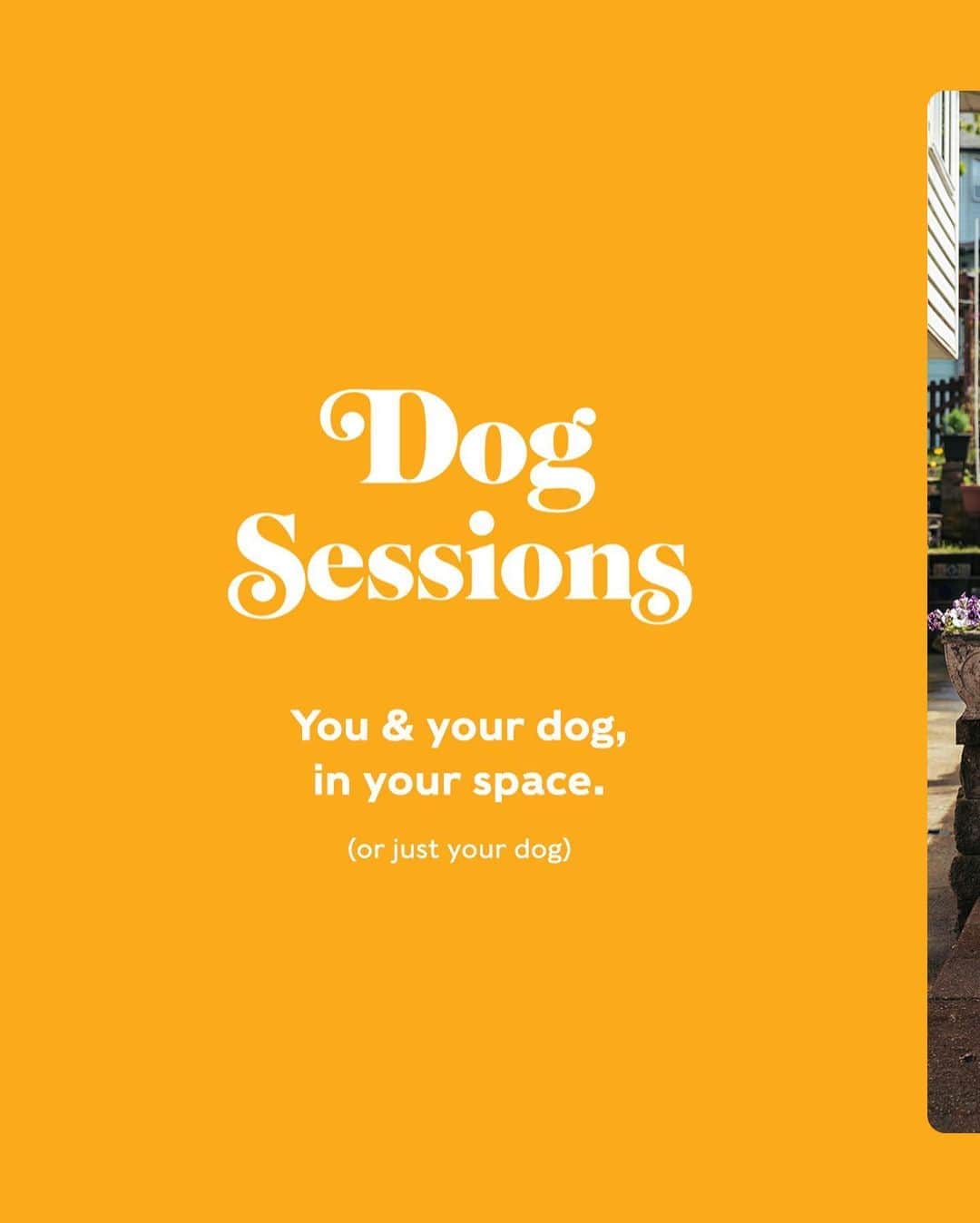 Andrew Knappのインスタグラム：「Vancouver (and area)! Dog sessions season is here. This is something I love doing, thrilled about my sessions so far, and plan on getting better at. This time around, each session will be roughly an hour.  Eventually, I hope to travel with it. If all is good by next summer (fingers crossed like pretzels) I’ll be headed across Canada. At which point I’ll likely bring my setup with me to be able to capture you on the go. Hopefully I’ll eventually bring it down into the States too.  All the info you need is in the link in my profile. I’m offering a sliding scale, so if the session fee isn’t accessible for you right now, please do get in touch and we’ll work something out.」