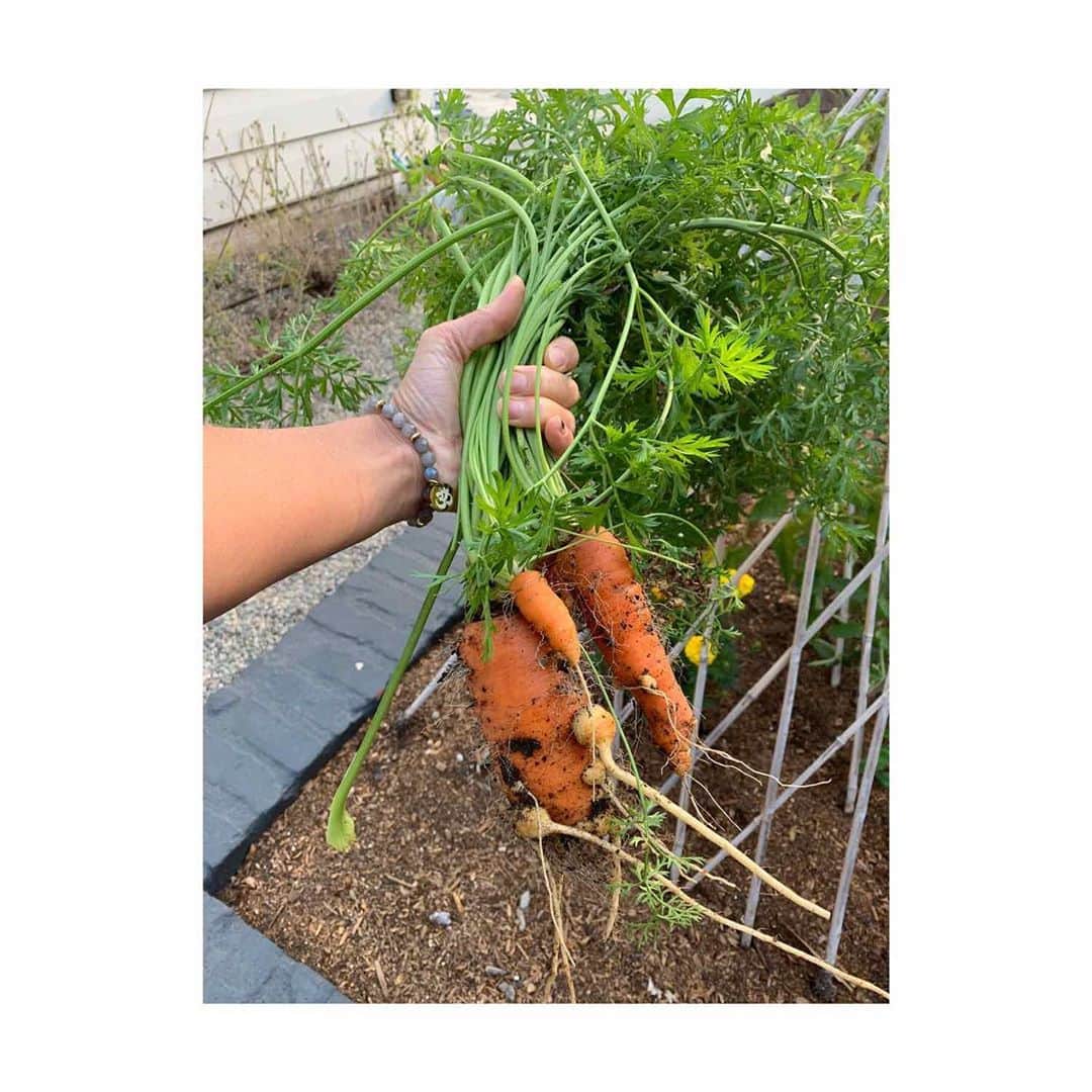 コビー・スマルダーズのインスタグラム：「Harvest Time!🌱 This garden is keeping me sane!  #anyoneneedveggies?」