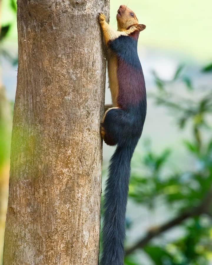 Discoveryさんのインスタグラム写真 - (DiscoveryInstagram)「Indian giant squirrels, also known as Malabar giant squirrels, come in a vivid range of colors including orange, maroon and purple.  Photo: Pratik Humnabadkar (@pratikhumnabadkar)  #squirrels #natureislit #welovecolor #rainbowhair」9月22日 3時09分 - discovery