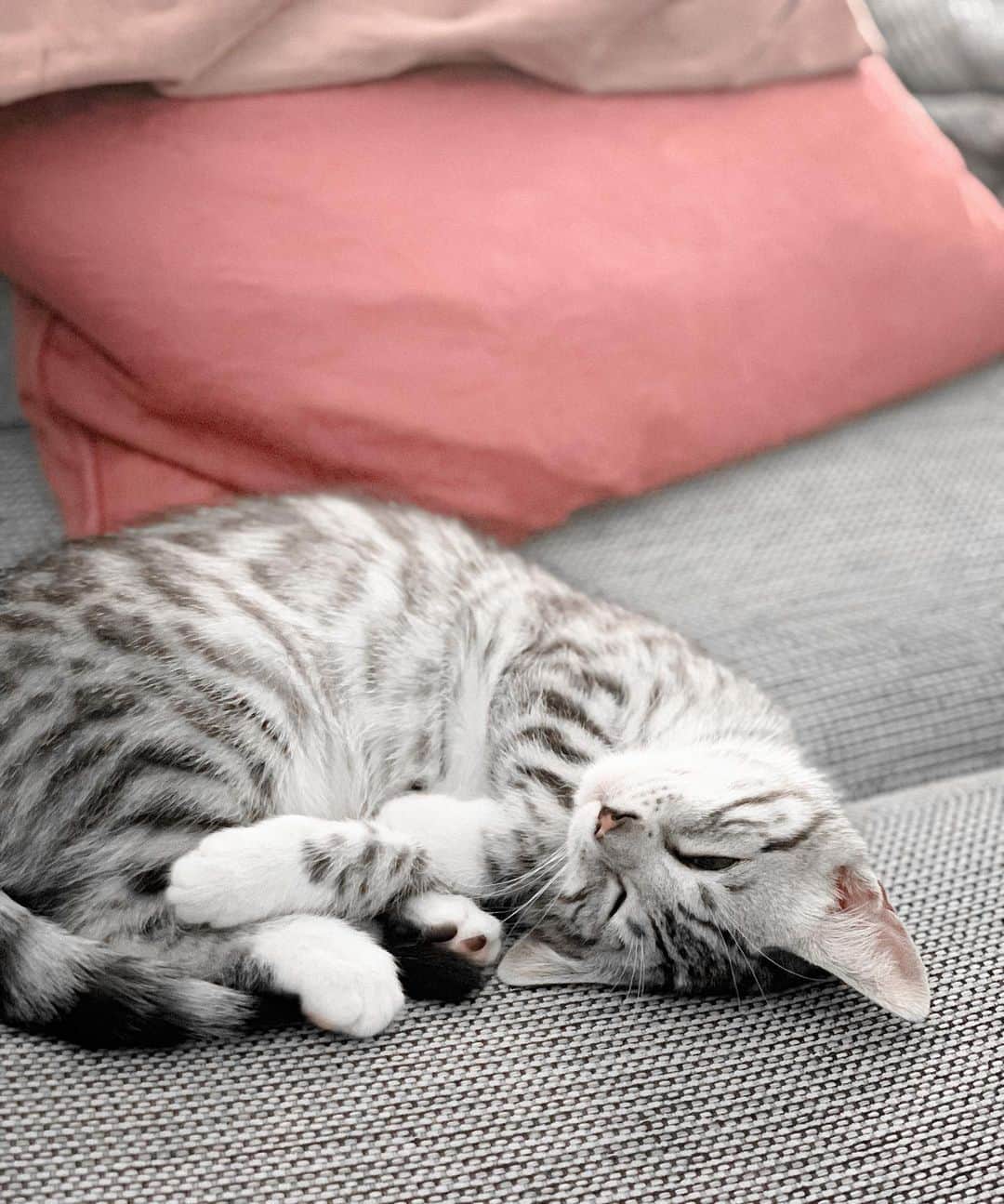 VIRAL PETSのインスタグラム：「Say hi to the little snowtiger kitten Fibi! 👋🏻 · Today this baby became 15 weeks old ♡」