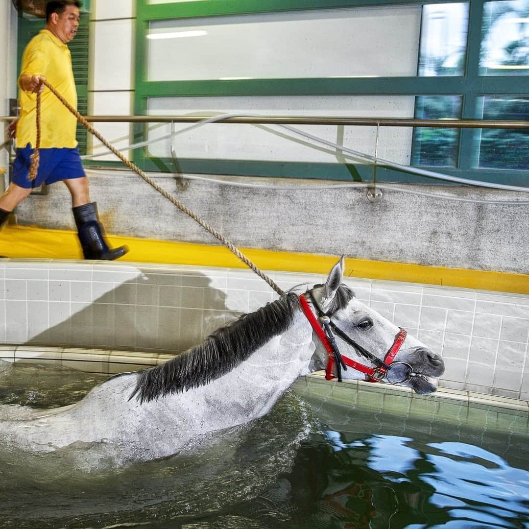 National Geographic Travelさんのインスタグラム写真 - (National Geographic TravelInstagram)「Photo by @Justin.Jin / A worker takes a racehorse for a swim at a stable at the Hong Kong Jockey Club. A horse like this can cost millions of dollars and goes through a daily training routine that is both demanding and pampering.  Horse racing is part of the fabric of my birth city. Growing up in Hong Kong, I got used to hearing race commentaries blaring from TVs and getting stuck in traffic jams caused by punters heading to the tracks. The frequent races in the two locations, one in the center of town and another one farther out, are a great way for visitors to experience Hong Kong culture.  Follow @justin.jin for more stories and images from around the world. #hongkong #china #horse #justinjin #hkjc」9月22日 5時05分 - natgeotravel