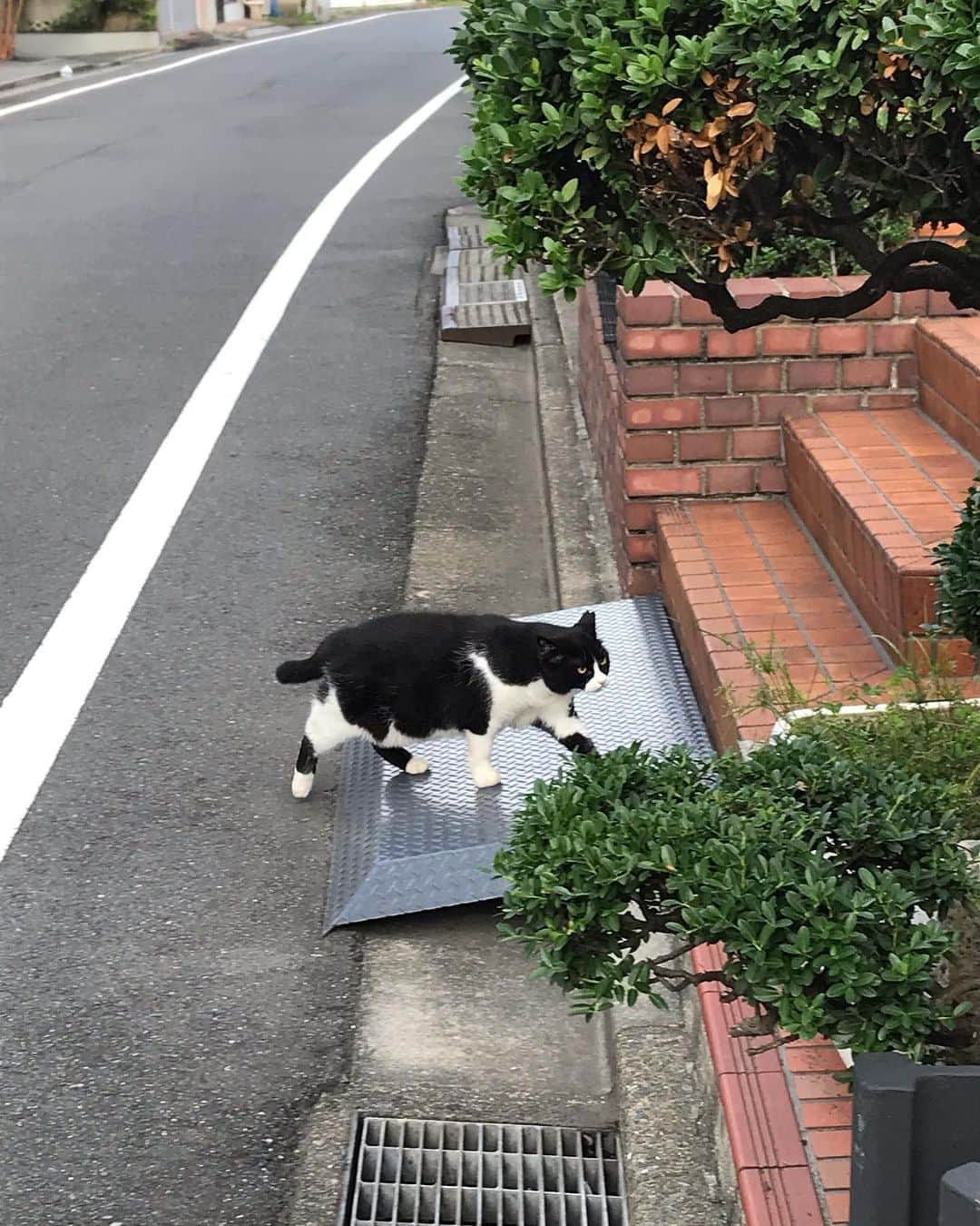 濱田将充さんのインスタグラム写真 - (濱田将充Instagram)「🐱」9月22日 4時57分 - masamichihamada