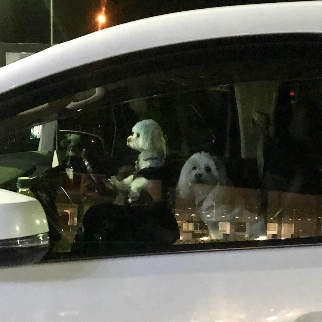 濱田将充さんのインスタグラム写真 - (濱田将充Instagram)「🐶」9月22日 4時59分 - masamichihamada