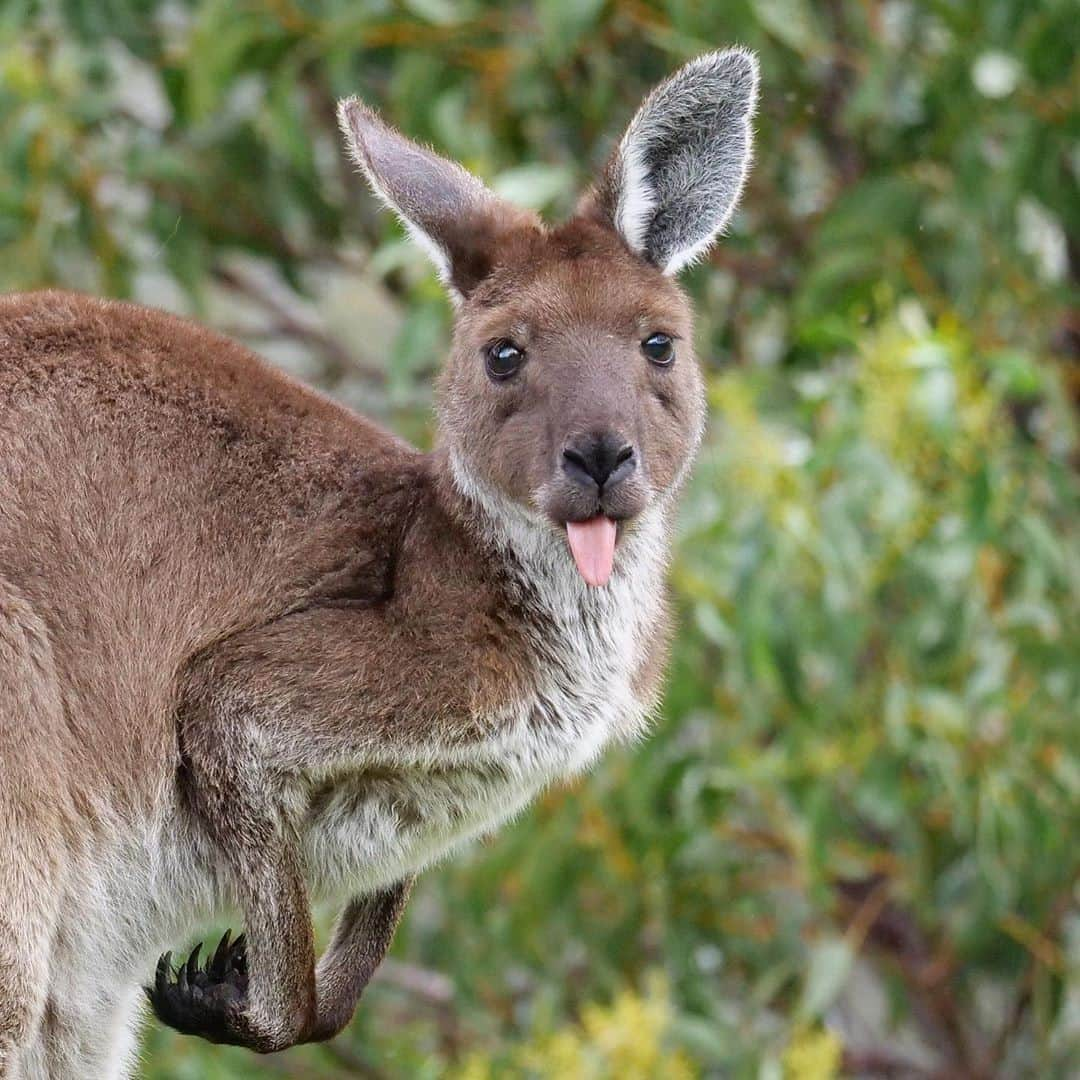 Australiaさんのインスタグラム写真 - (AustraliaInstagram)「Peek-a-boo, I see you! 😝 @lucycmfrancis captured this cheeky kangaroo roaming around the @visitadelaidehills region of @southaustralia recently. Located just a 45-minute drive from the @cityofadelaide, the region is home to some of #SouthAustralia’s best food, wine and scenery making it the perfect place to escape for the weekend! If you're thinking of visiting soon, why not spend a night in a trendy @cabn.life tiny-house and wake up with nature and wildlife at your doorstep. #seeaustralia #seesouthaustralia #visitadelaidehills」9月22日 5時00分 - australia