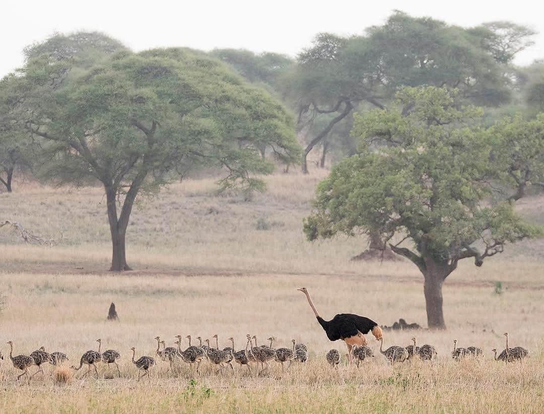 thephotosocietyさんのインスタグラム写真 - (thephotosocietyInstagram)「Photo by @klausnigge // Ostrich kindergarten, Tarangire National Park, Tanzania.  It is not quite what it looks like at first sight. Although ostriches do have many chicks, usually about 15, there are never as many as in this photo. When I searched for ostrich families with chicks in Tarangire National Park, I was finally lucky to find three families that had teamed up, with a total of 43 chicks. Here, one of the fathers proudly walks ahead with the whole kindergarten group, while the other parents are still behind in search of food.  If you want to learn more about ostriches and their amazing life, take a look at the current September issue of National Geographic, where you will find the article "Nobody's Fool" with a text by Richard Coniff and some of my ostrich photos.  @thephotosociety @natgeo #ostrich #chicks #tarangirenationalpark #tarangire #tanzania」9月22日 5時15分 - thephotosociety