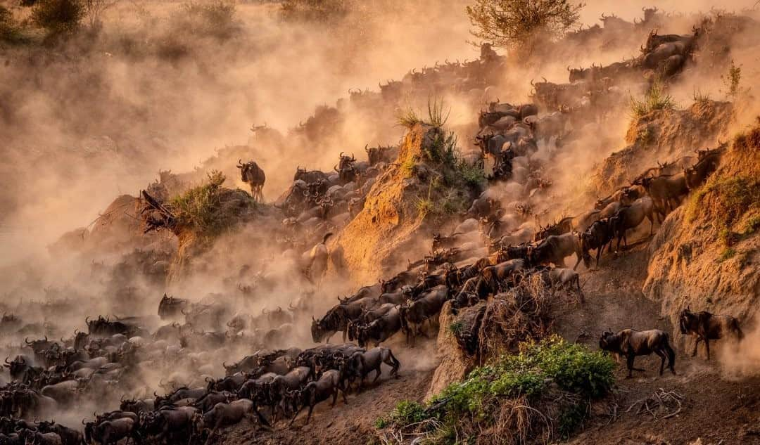 ナショナルジオグラフィックさんのインスタグラム写真 - (ナショナルジオグラフィックInstagram)「Photo by Charlie Hamilton James @chamiltonjames / // Supported by Nat Geo Society/Wyss Campaign for Nature committed to protecting 30% of the planet by 2030. // At sunset on Friday a large herd of wildebeest crossed the Mara River into the Mara Conservancy in Kenya. Their drive to find greener pastures is perilous. Huge crocodiles and aggressive hippos were waiting for them in the water, and as they reached the other side they were met by a leopard and several hyenas. Crossing this river is the most dangerous part of the wildebeest’s annual migration around the Serengeti: Drowning kills far more wildebeest than the predators that lie in wait for them. #campaignfornature」9月22日 5時33分 - natgeo