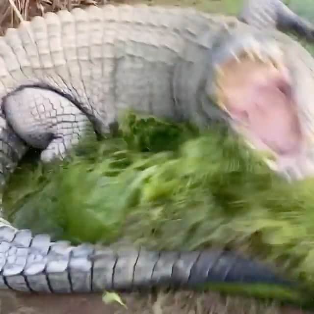 WildLifeのインスタグラム：「@discovercrocodiles 🐊Tripod 🐊 Video by @mattwright」