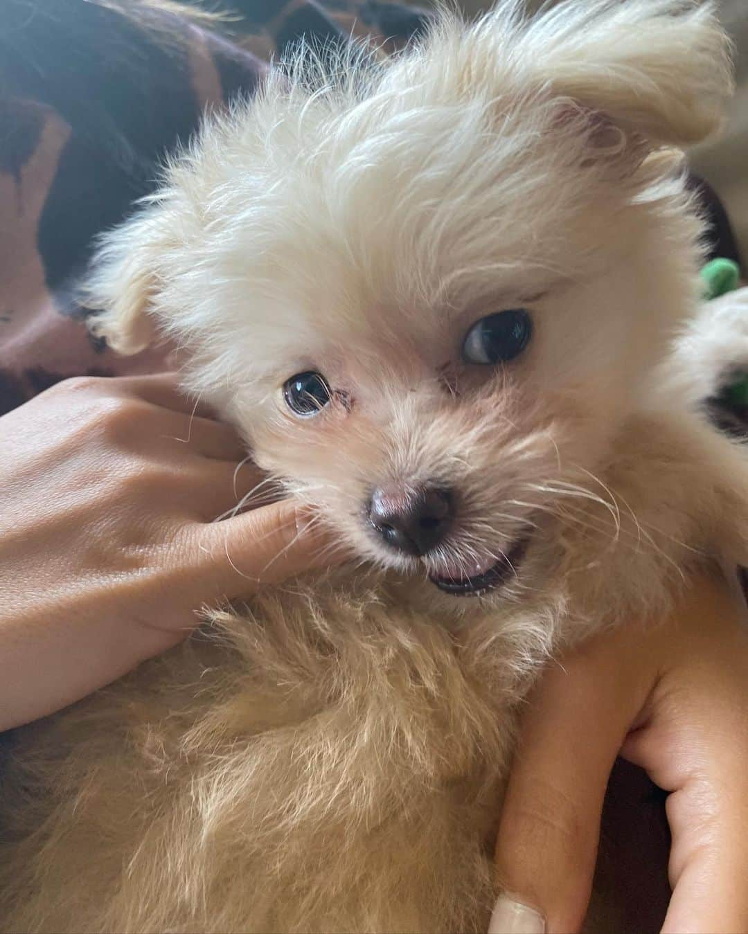 ヴィクトリア・ジャスティスさんのインスタグラム写真 - (ヴィクトリア・ジャスティスInstagram)「My friend got a new puppy. I got a new obsession. I could breathe in his puppy breath all day 😭. This lil Pomapoo fluff is next level cute 🥰 #Santi」9月22日 5時56分 - victoriajustice