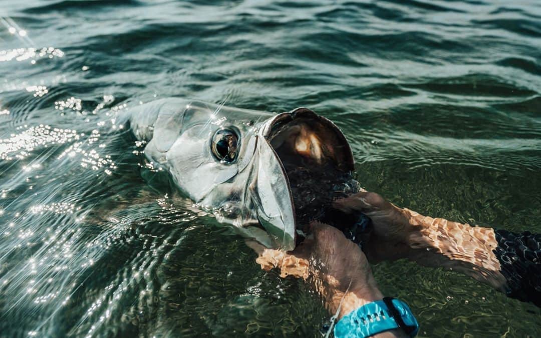 Costa Sunglassesのインスタグラム：「Surfacing silver. 📷: @haydendobbins #SeeWhatsOutThere #BornOnTheWater」