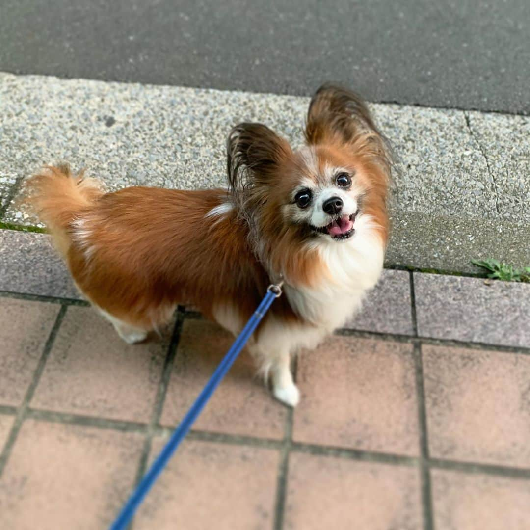 齊藤美絵さんのインスタグラム写真 - (齊藤美絵Instagram)「Goodmorning🍁 It’s so autumn today!  #autumnequinox #dog #papillon #papillondog #autumncolor #makaloni #smile  #パピヨン　#マカロニ　#ツタエルヒト。」9月22日 6時55分 - saitomie