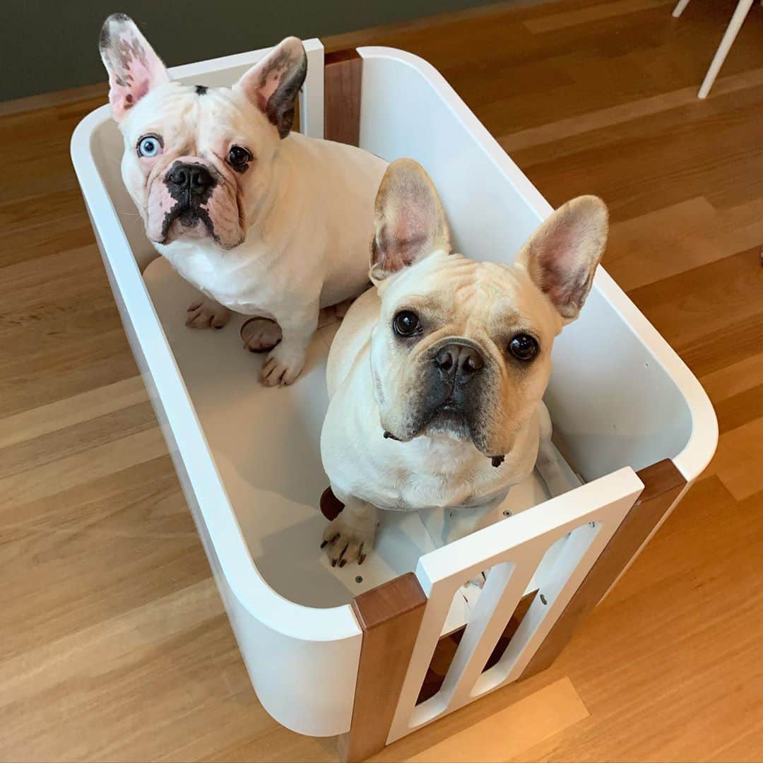 ステファニー・ブリットのインスタグラム：「Como assim esse mini berço não é nosso,mãe? 😬」