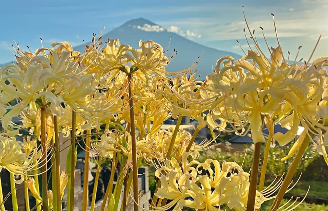 phantastic420のインスタグラム：「. 🤩🤩“Shizuoka” prefecture in Japan is a place where you can see the most “phantastic” Mt. Fuji🗻 in the world.🤩 #富士山 #mtfuji #japan #shizuoka #fujinomiya  #宮すた #miyasta @fujinomiyacity  #phantastic420photography #mostphantasticmtfuji #selamatpagi  #goodmorning  #おはようございます 😇😇😇😇😇😇😇🗻😇😇😇良い天気ですねぇ〜😇仕事しま〜す🤣 #曼珠沙華」