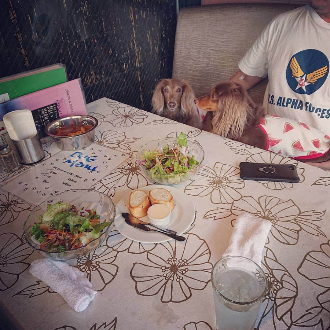 くるみんのインスタグラム：「* 昨日はすごく久しぶりに外でランチしました。 ボリューム満点のサラダ、バゲット、パスタ、ドリンク、デザートのセットで1000円！ パスタも美味しくて大満足🍴 * #ミニチュアダックスフンド #ミニチュアダックスフント #ミニチュアダックス #イザベラタン #イザベラ #カニンヘンダックスフント #カニンヘン #カニンヘンダックス #カニンヘンダックスフンドの日常 #カニンヘンの会 #カニンヘンダックスフンド #ダックスlove #ダックス多頭飼い #ダックスフント #ダックスフンドカニンヘン #ダックス部 #ダックス大好き #ダックス #いぬばか部 #いぬすたぐらむ #短足部 #ランチ #ペット可カフェ #bimbumbam #dachshundgram #dachshund #dogstagram #instagramdog #instadachs #inustagram」