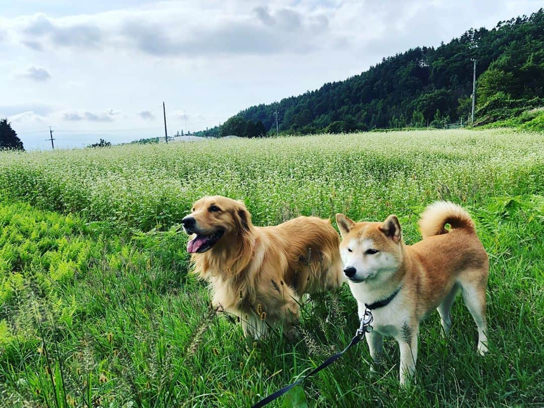 篠原信一さんのインスタグラム写真 - (篠原信一Instagram)「おはようワン☀️ 蕎麦の花が綺麗だワン🐕🐶 #柴犬 #しばいぬ #ゴールデンレトリバー #小鉄とニコの大冒険  #shibainu #goldenretriever #いぬすたぐらむ #いぬのいる暮らし #犬との暮らし #蕎麦畑 #蕎麦の花」9月22日 8時27分 - s.shinohara_life