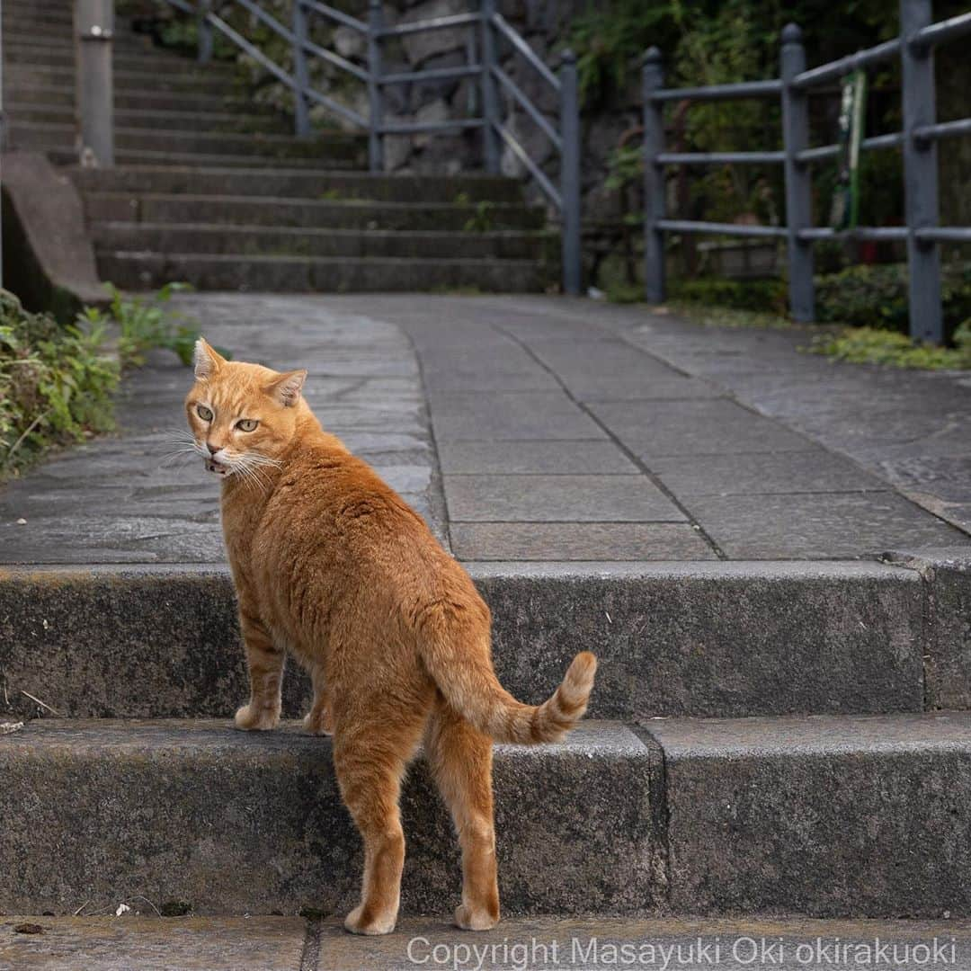 Masayukiさんのインスタグラム写真 - (MasayukiInstagram)「おいで。」9月22日 8時49分 - okirakuoki