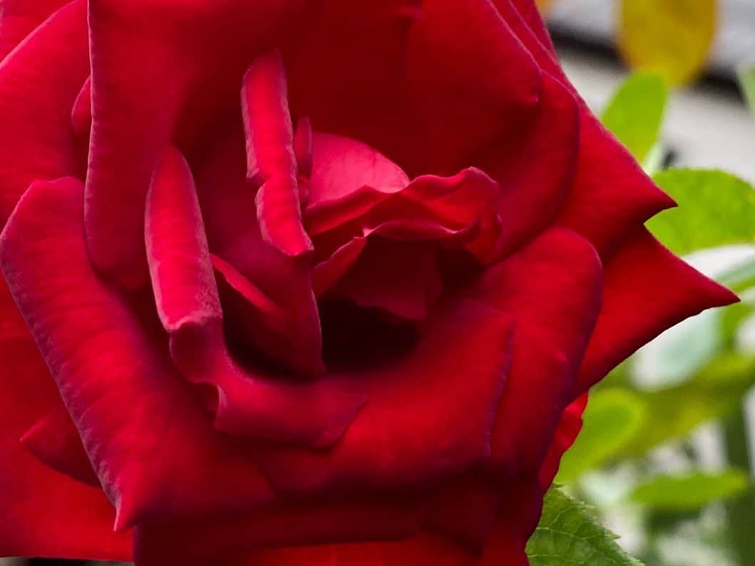 岡部晴彦さんのインスタグラム写真 - (岡部晴彦Instagram)「#バラ日記 #roses 144→146日目　  ①②③イングリッドバーグマン 144 ④⑤⑥イングリッドバーグマン 146 ⑦バレリーナ144 ⑧バレリーナ146 ⑨フランソワーズゴジャール 144 ⑩フランソワーズゴジャール 146  #roses🌹 #rosestagram #rose」9月22日 8時49分 - hal_96