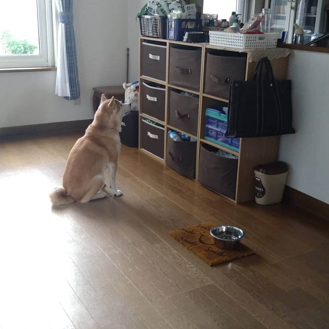 柴犬⭐️サスケのインスタグラム：「おはわん #ご飯見つめてます#まだ早い#あと8分あるよ#見つめすぎ#穴あくわ#柴犬#赤柴 #わんだフォ #犬のいる暮らし #cocoライフ#cocoグルメ #ポーク#pecoいぬ部 #shibasnap #shibagram #shibastagram #🐶📷 #🐶#北海道」