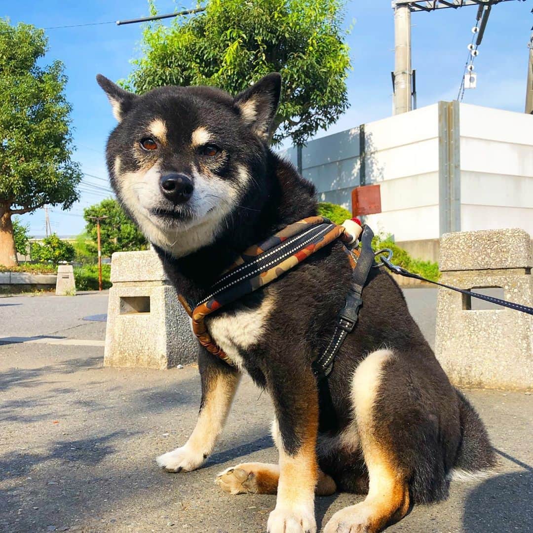 小川博永さんのインスタグラム写真 - (小川博永Instagram)「涼しさと暑さが同居してる朝。  #今朝まる #ししまる #dog #dogs #柴犬 #黒柴」9月22日 9時12分 - ogawahironaga