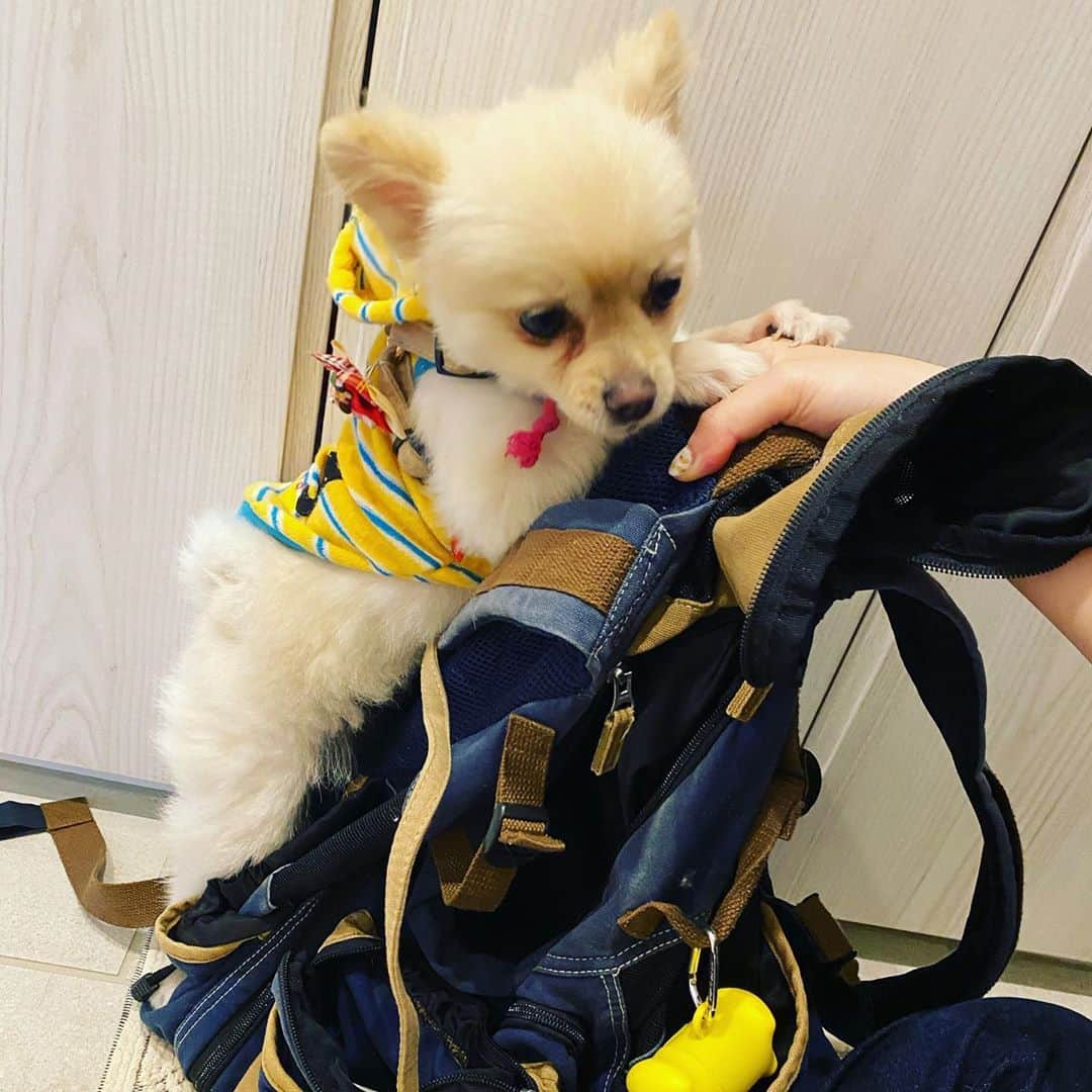 飛鳥凛のインスタグラム：「大好きなお散歩バック🚶‍♀️ 出したら必死にしがみついて離さない😂出かけるってゆーのにリードもつけれやしない！！  おてんばで、ちょっぴりおバカさんなのが可愛すぎる🥺まじ天使やってこれ。」