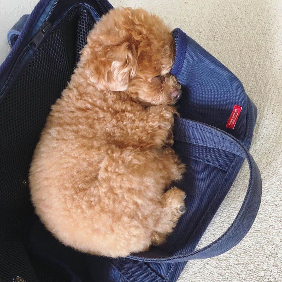 ふわのインスタグラム：「#toypoodle#toypoodlegram#dogsofinstagram#doglover#doglife#instadog#dog#fuwamama#ふわもこのふわ#ふわ#トイプードル#ふわもこ部#犬バカ部#親バカ部#犬のいる暮らし#いぬすたぐらむ#すやすや」
