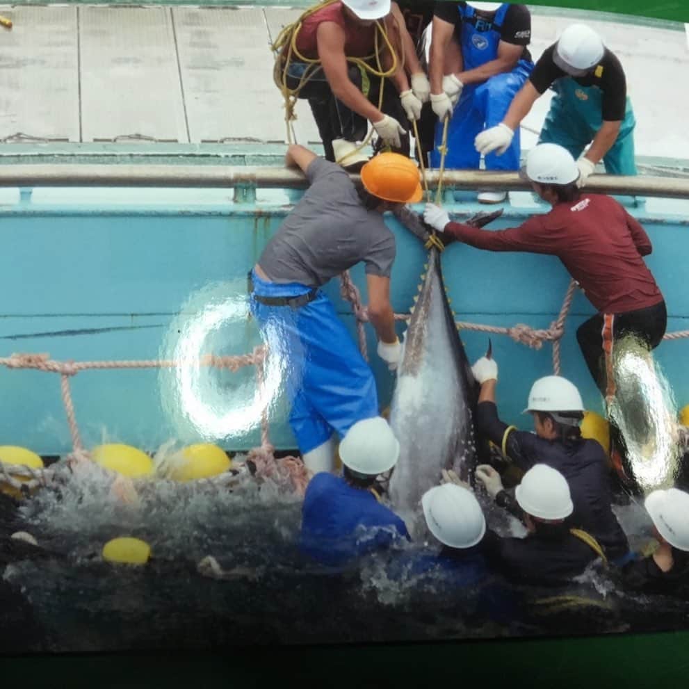 西平風香さんのインスタグラム写真 - (西平風香Instagram)「旦那の漁師時代！ マグロ引っ張ってるオレンジのヘルメットが旦那氏です( ´ ω `* )」9月22日 19時05分 - fuukanishihira