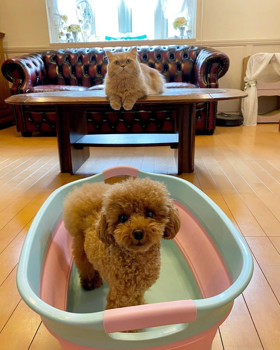 ベルさんのインスタグラム写真 - (ベルInstagram)「. Shall we take a bath together? 一緒に入るでちか??  #お風呂大好き犬 #お風呂大好き猫  #シマホレスキュー #catstagram_japan #cats_of_instagram #catsofinstagram #club_of_cats #9gagcutecat  #dogstagram #dogstagram_japan  #dogs_of_instagram #dogsofinstagram #club_of_dogs #9gagcutedogs #imut #mignonne #sæt #Симпатичний #Gleoite #latif #carina #schattig #χαριτωμένος #lindo #quruxsan  #ミヌエットのベルちゃん #ティーカッププードルのリンドール  NAME : Bell  ベル Breed : minuet  ミヌエット 🎂 : 2016.5.15  4歳 ・ NAME : Suzu すずちゃん Breed : Scottish fold スコティッシュフォールド 🎂 : 2018.3.21 2歳 . NAME : Lindor リンドール Breed : Teacup poodle ティーカッププードル 🎂 : 2019.7.18〜2020.9.14  1歳」9月22日 19時09分 - ricorico_rico