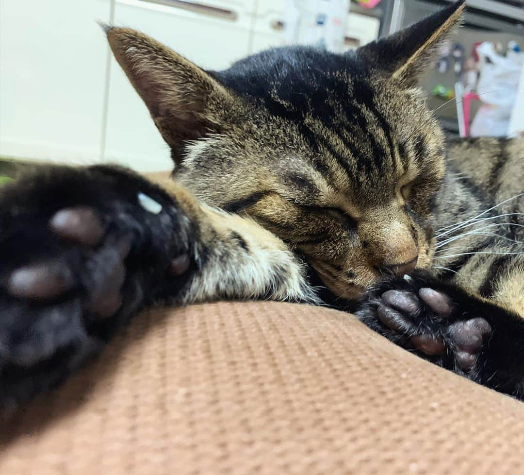 Musashiさんのインスタグラム写真 - (MusashiInstagram)「夕方ムサシさん。肉球大サービス。Paws.🐾 #musashi #mck #cat #キジトラ #ムサシさん #ねこすたぐらむ #musashi_the_cat」9月22日 19時11分 - _daisy