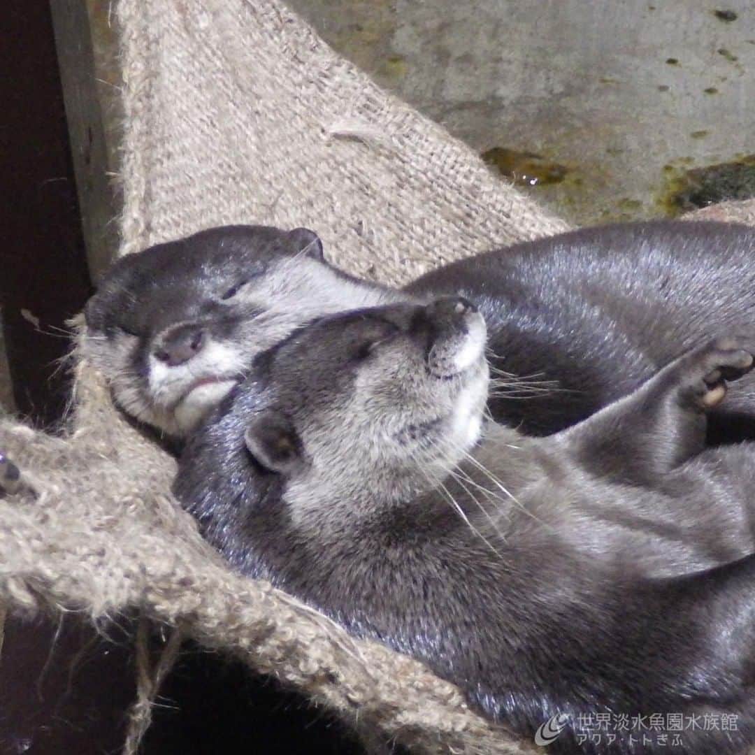 世界淡水魚園水族館 アクア・トト ぎふのインスタグラム：「敬老の日SNS特別企画として公開予定だったコツメカワウソの動画については、都合により公開順序を変更することになりました。ご了承ください。  #アクアトトのご長寿#アクアトト #アクアトトぎふ #アクアトト岐阜 #水族館#aquarium」