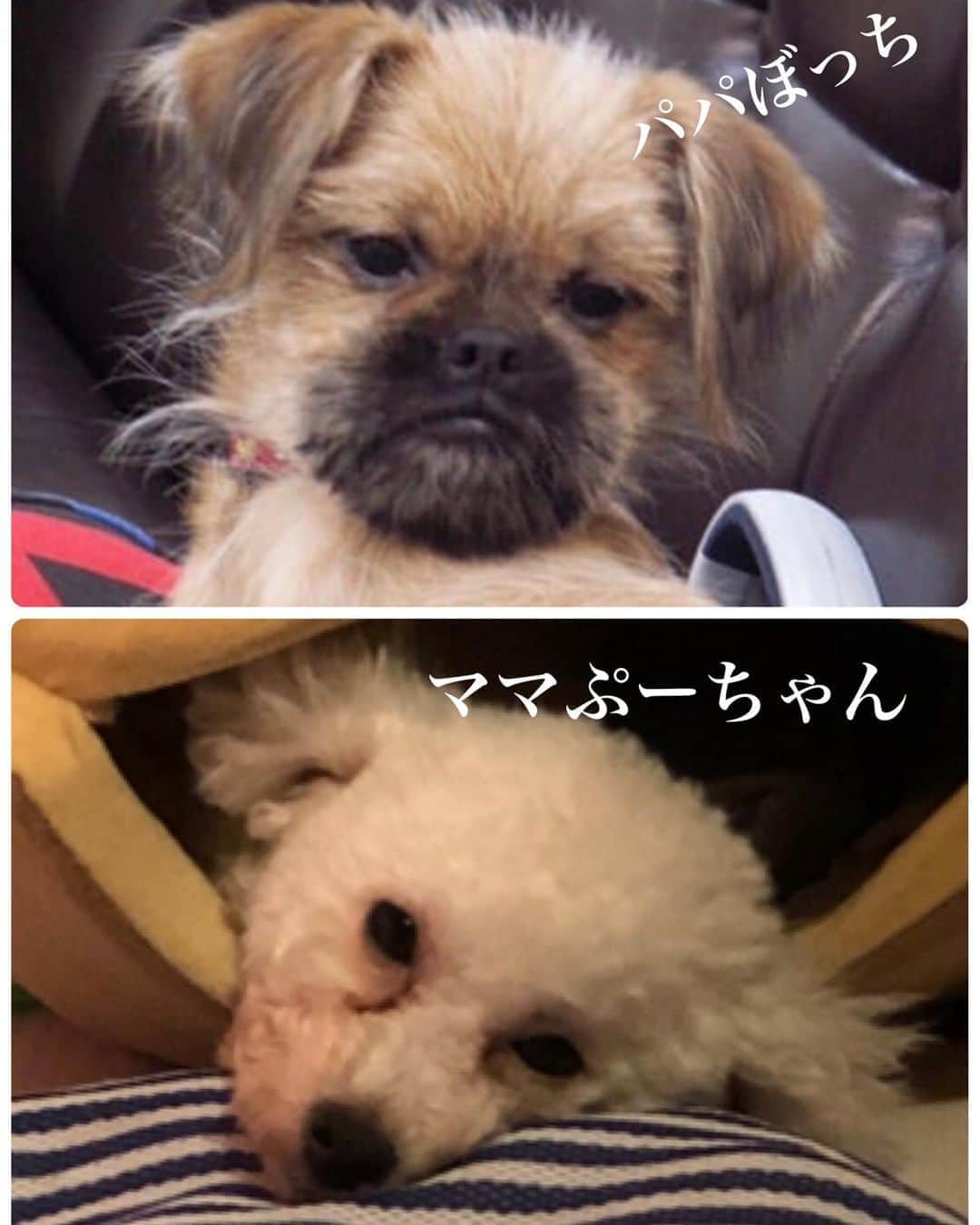 長与千種さんのインスタグラム写真 - (長与千種Instagram)「本日9月13日パパぼっち&ママぷーちゃんの子供達5歳の誕生日です⭐︎三男3女❤️ぷーママは泣き声一つ上げずにこの世に6子を誕生させてくれ 母性愛が半端なくずっと育ててくれくれた😭動物でも感情は人とかわらず！！！逆に学びました。 おめでとう🎉❤️ Ｍ.マックくん Ａ.アッシュくん Ｒ.レンちゃん Ｖ.ヴェイブくん Ｅ.アースちゃん Ｌ.ライちゃん  生まれて来てくれて  ありがとう🙏😂  #marveldog  #marveldogs  #ブリュッセルグリフォン  #プードル #ミックス犬  #誕生日 #愛しい我が子」9月22日 19時28分 - chigusanagayo