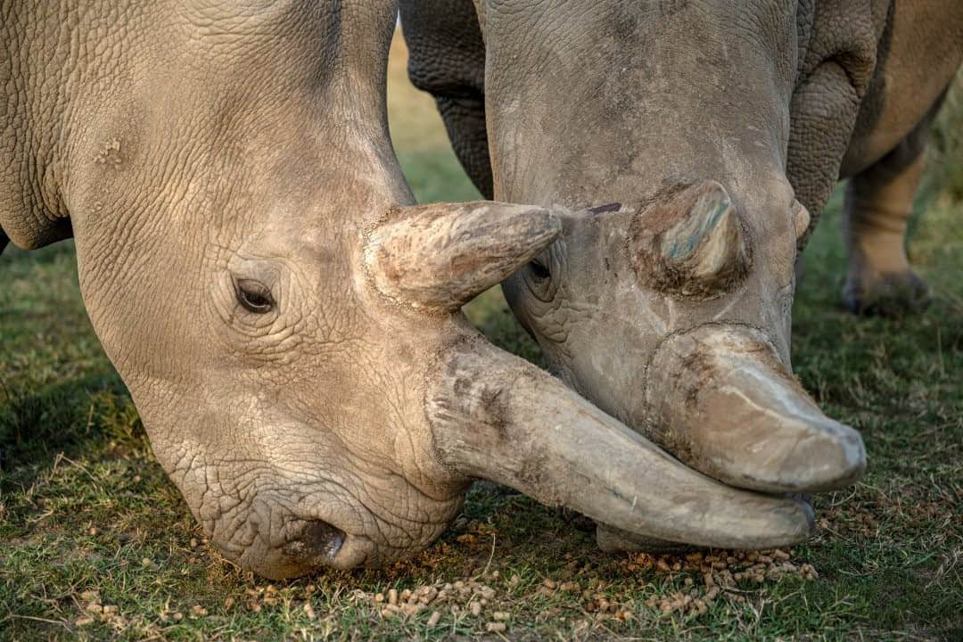 ナショナルジオグラフィックさんのインスタグラム写真 - (ナショナルジオグラフィックInstagram)「Photo by @amivitale / Happy World Rhino Day! Najin and Fatu, the last two northern white rhinos on the planet, graze at northern Kenya's @OlPejeta Conservancy. A consortium of scientists from Leibniz Institute for Zoo and Wildlife Research (@leibnizizw), @KenyaWildlifeService, and @SafariParkDvurKralove have successfully harvested oocytes (immature eggs cells) from Fatu and from Najin to make three viable embryos. The hope is to implant these embryos into southern white rhino surrogates and resurrect the species from extinction. Follow @amivitale @olpejeta and @biorescue_project to learn more, including ways you can support this critical work. @bmbf.bund @leibnizgemeinschaft @MinistryOfTourismAndWildlifeKE #kenya #northernwhiterhinos #worldrhinoday #rhinos #ivf」9月22日 19時39分 - natgeo