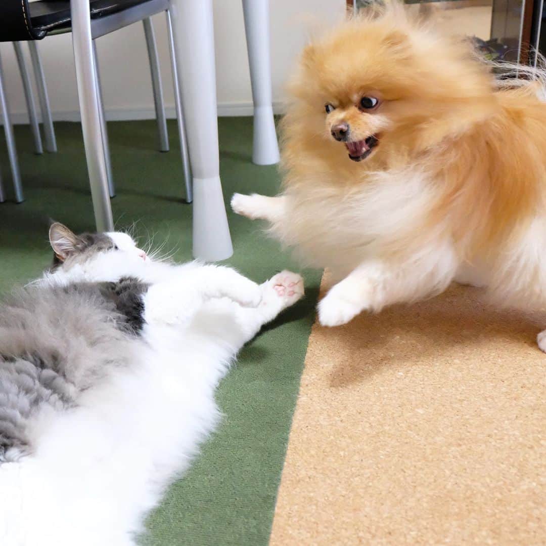 Hanaさんのインスタグラム写真 - (HanaInstagram)「🐶おりゃあ〜っ！！  🙀あニャ〜！！  仲良く遊ぶ犬猫きょうだい  ブログ更新しました♪ http://kedamakyoudai.blog.jp/ #NorwegianForestCat#Pomeranian#japan#catlover#doglover#dogs#cat#Kawaii#fluffy#pom#fluffydog#catsofinstagram#dogsofinstagram#fluffycat#ノルウェージャンフォレストキャット#ポメラニアン#pecoいぬ部#ペコねこ部#犬と猫のいる暮らし#かわいい#cute#cutecat#cutedog#funny#funnydog#funnycat#いぬのきもち#ねこのきもち#ライブドアインスタブロガー」9月22日 20時11分 - mofu2family