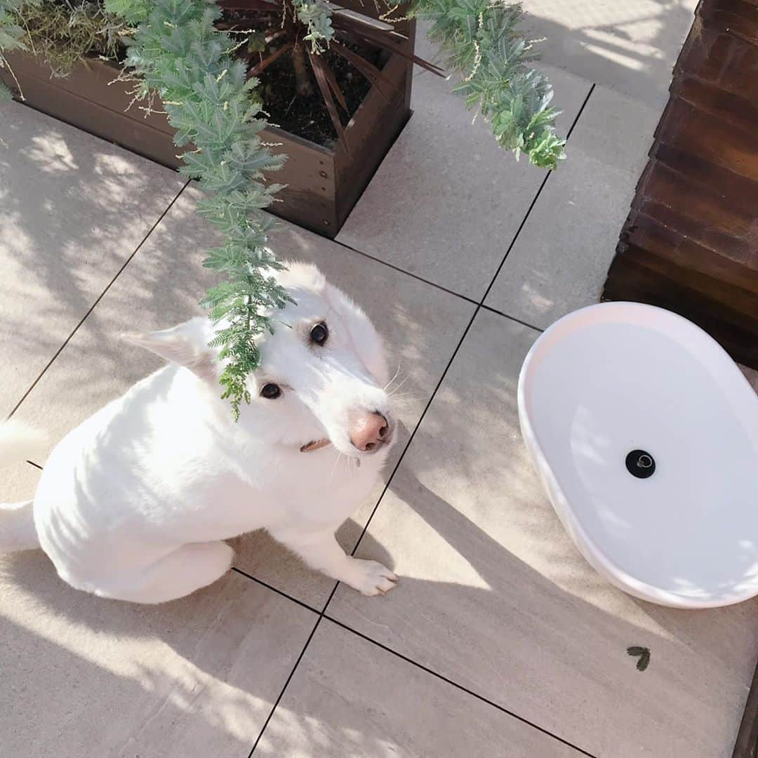 森泉さんのインスタグラム写真 - (森泉Instagram)「I use a washbowl for our doggies water💚 我が家では洗面器を犬達のお水入れとして使ってるよー♪多頭飼いにはオススメ💙」9月22日 11時30分 - izumi.mori