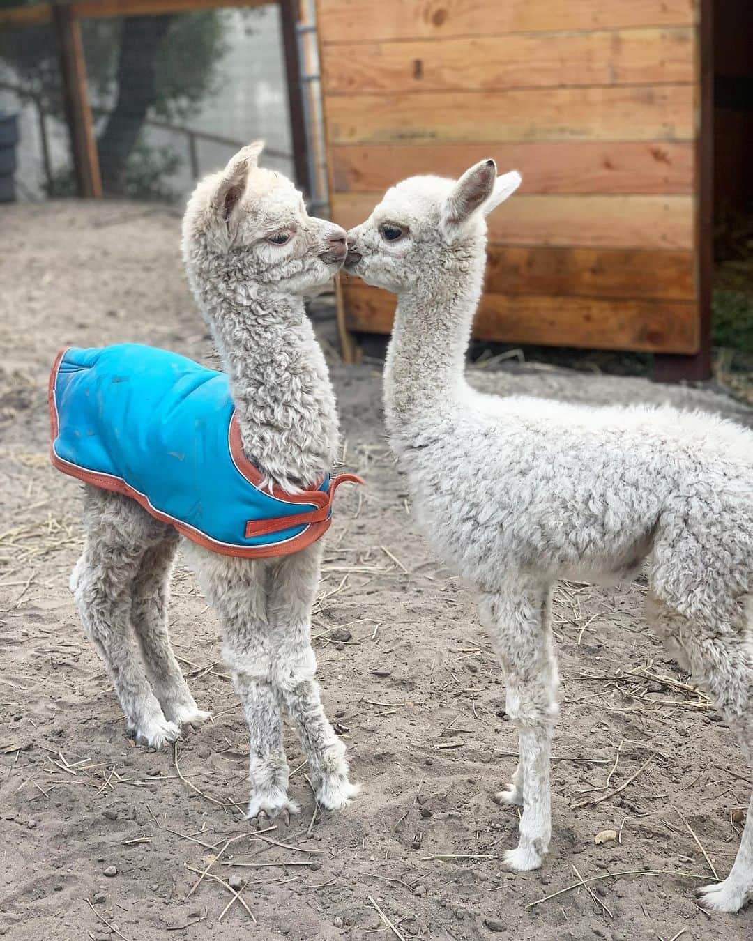 クリス・バーカードのインスタグラム：「I now understand the need for an emotional support animal ❤️😅 Falkor & Lóa」